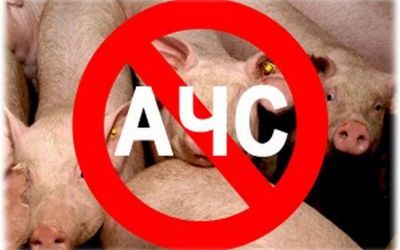 О мерах по профилактике африканской чумы свиней
